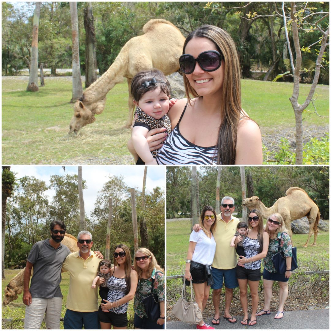 Zoo Collage4